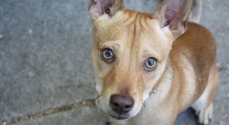 Картинка по теме - как завести собаку