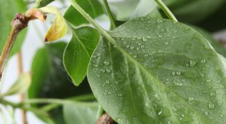 Картинка по теме - как вырастить дерево