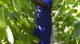 Картинка по теме - как выращивать огурцы в теплице