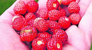 Картинка по теме - как вырасти землянику из семян