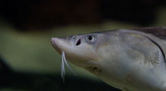 Картинка по теме - как готовить осётра