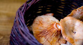 Картинка по теме - как собирать грибы