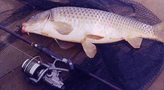 Картинка по теме - как ловить сазана