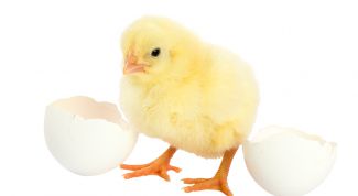 Картинка по теме - как создать свою жизнь