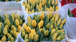 Картинка по теме - как открыть свою цветочную палатку