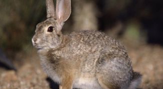 Картинка по теме - как отличить бобра от кролика