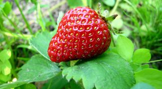 Картинка по теме - как вырастить клубнику из семян