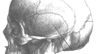 Картинка по теме - как нарисовать череп