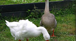 Картинка по теме - как создать ферму