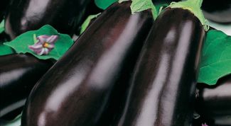 Картинка по теме - как выращивать баклажаны