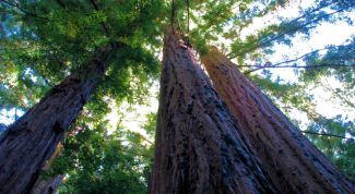 Картинка по теме - как защитить природу