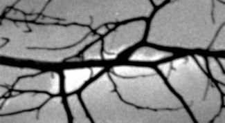 Картинка по теме - как нарисовать ветку