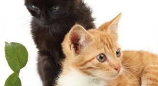 Картинка по теме - как подружить котов