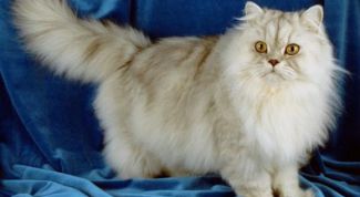 Картинка по теме - как назвать перса