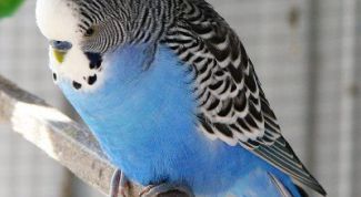 Картинка по теме - как определить возраст волнистого попугая