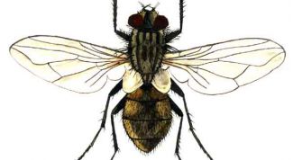 Картинка по теме - как сделать муху
