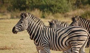 Картинка по теме - как убрать черные полосы