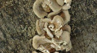 Картинка по теме - как выращивать вешенки