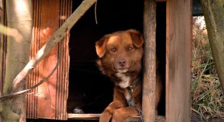 Картинка по теме - как построить будку для собаки