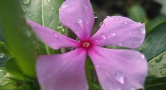 Картинка по теме - как поливать цветы