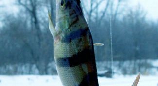 Картинка по теме - как поймать зимой окуня
