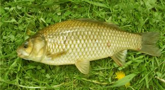 Картинка по теме - как поймать карася
