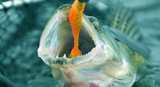 Картинка по теме - как поймать судака