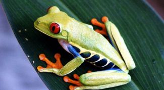 Картинка по теме - как нарисовать лягушку