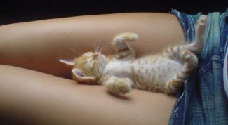 Картинка по теме - как приручить кошку