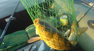 Картинка по теме - как поймать карпа