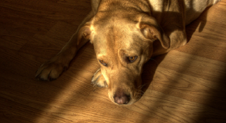 Картинка по теме - как выбрать ламинат для дома