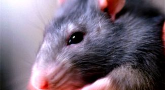 Картинка по теме - как поймать крысу