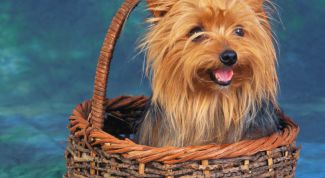 Картинка по теме - как назвать йорка