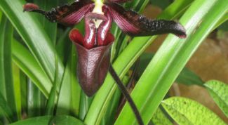 Картинка по теме - как пересаживать цветы