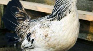 Картинка по теме - как построить курятник