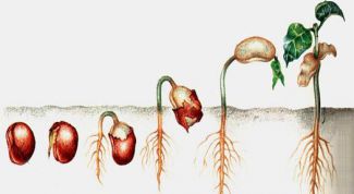 Картинка по теме - как посадить семена