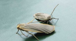 Картинка по теме - как избавиться от пищевой моли