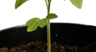 Картинка по теме - как сажать помидоры