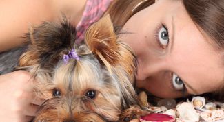 Картинка по теме - как приручить питомца