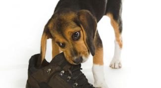 Картинка по теме - как отучить собаку грызть вещи