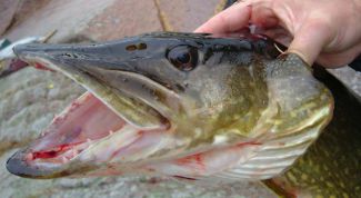 Картинка по теме - как поймать щуку