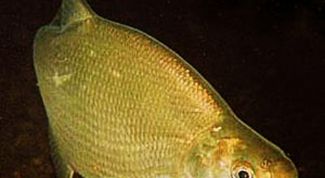 Картинка по теме - как поймать леща