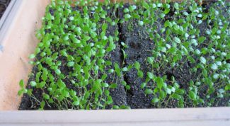 Картинка по теме - как вырастить сельдерей