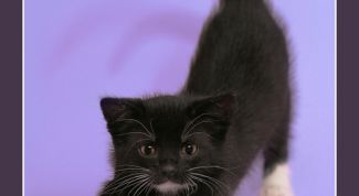 Картинка по теме - как понять кошку