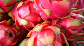 Картинка по теме - как едят питахайю