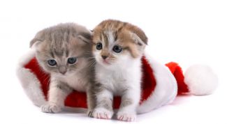 Картинка по теме - как встречать год кота