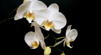 Картинка по теме - как выращивать орхидеи