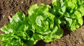 Картинка по теме - как выращивать салат