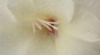 Картинка по теме - как поливать орхидею