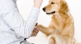 Картинка по теме - как дрессировать собак